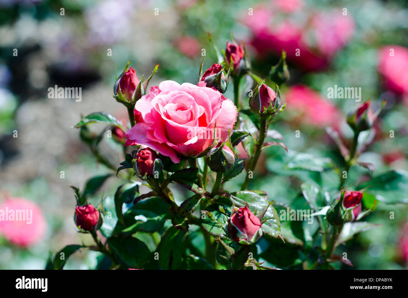 Roses roses immaculées dans un jardin anglais Banque D'Images