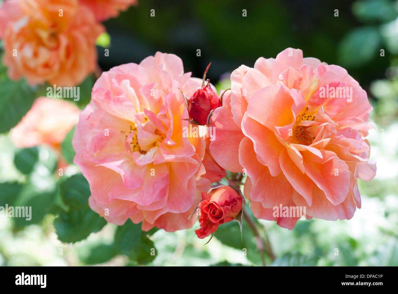 Des roses rose et jaune dans un jardin anglais Banque D'Images