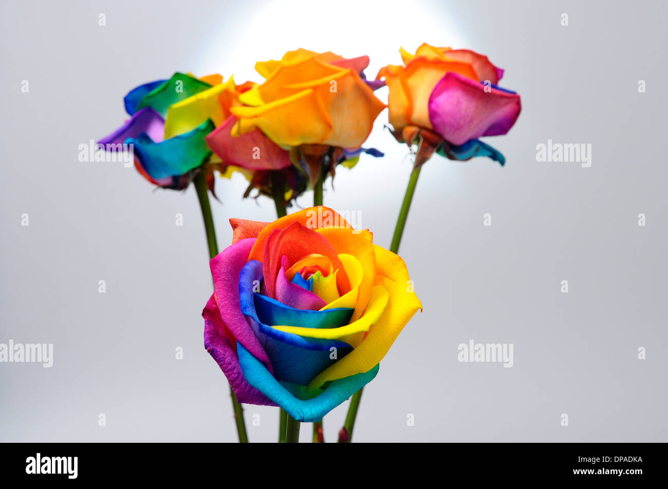 Bouquet de fleur : rose avec pétales de couleur arc-en-ciel Banque D'Images