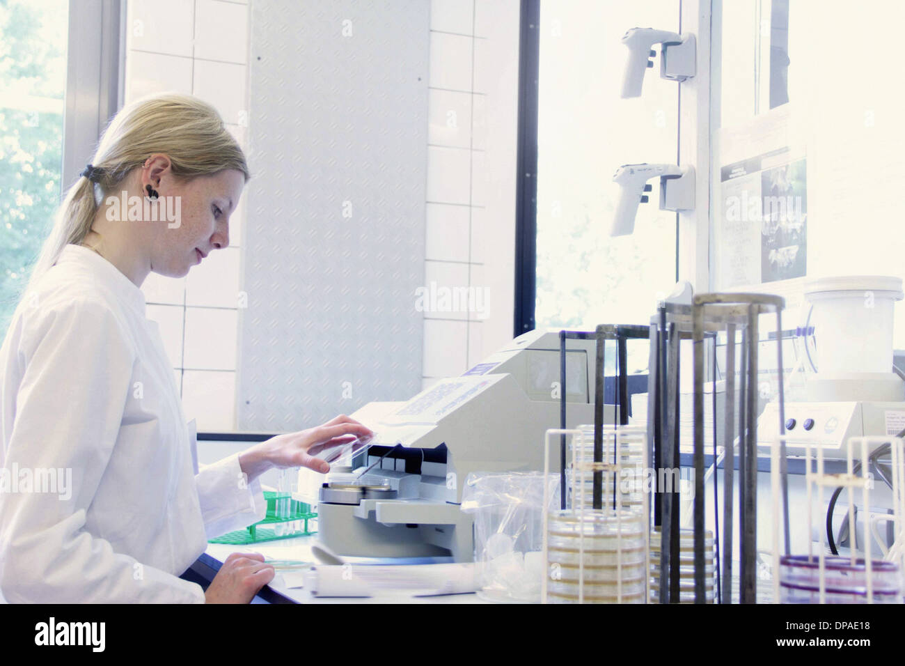 Expert scientifique en regardant le petri dish Banque D'Images