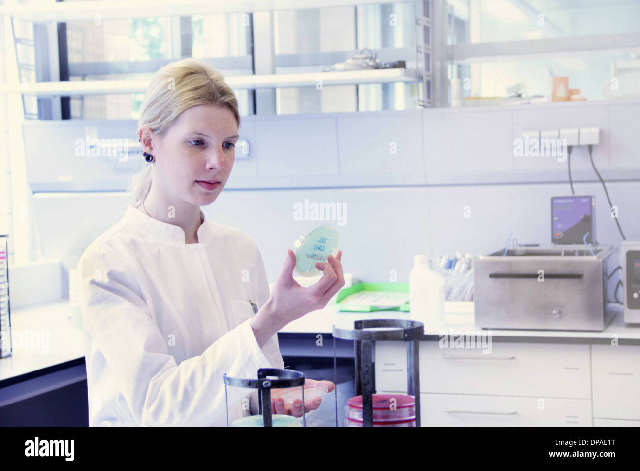Scientist looking at petri dish Banque D'Images