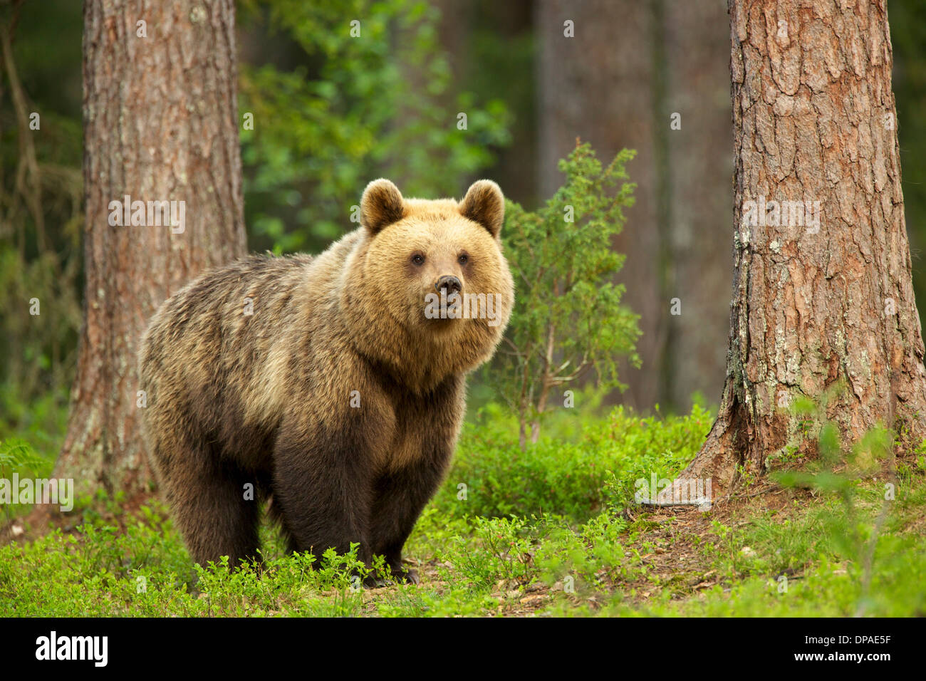 Ours brun marche à travers la forêt, la taïga, la Finlande Banque D'Images
