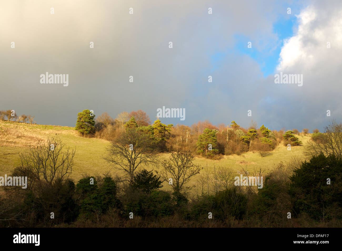 Menaces sur les North Downs à Colley Hill, Reigate, Surrey avec le faible soleil d'hiver vers le bas sur le streaming d'escarpe de craie. Banque D'Images