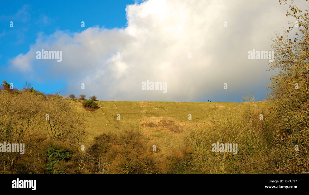 Menaces sur les North Downs à Colley Hill, Reigate, Surrey avec le faible soleil d'hiver vers le bas sur le streaming d'escarpe de craie. Banque D'Images