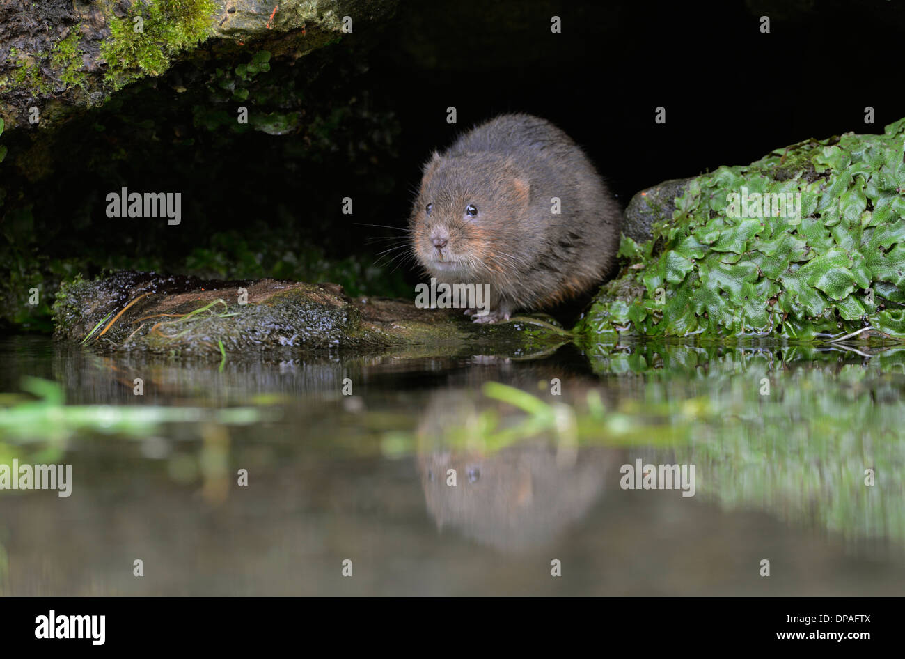 Le campagnol de l'eau (Arvicola terrestris) à l'entrée du réseau de tunnels en bordure de ruisseau. Banque D'Images