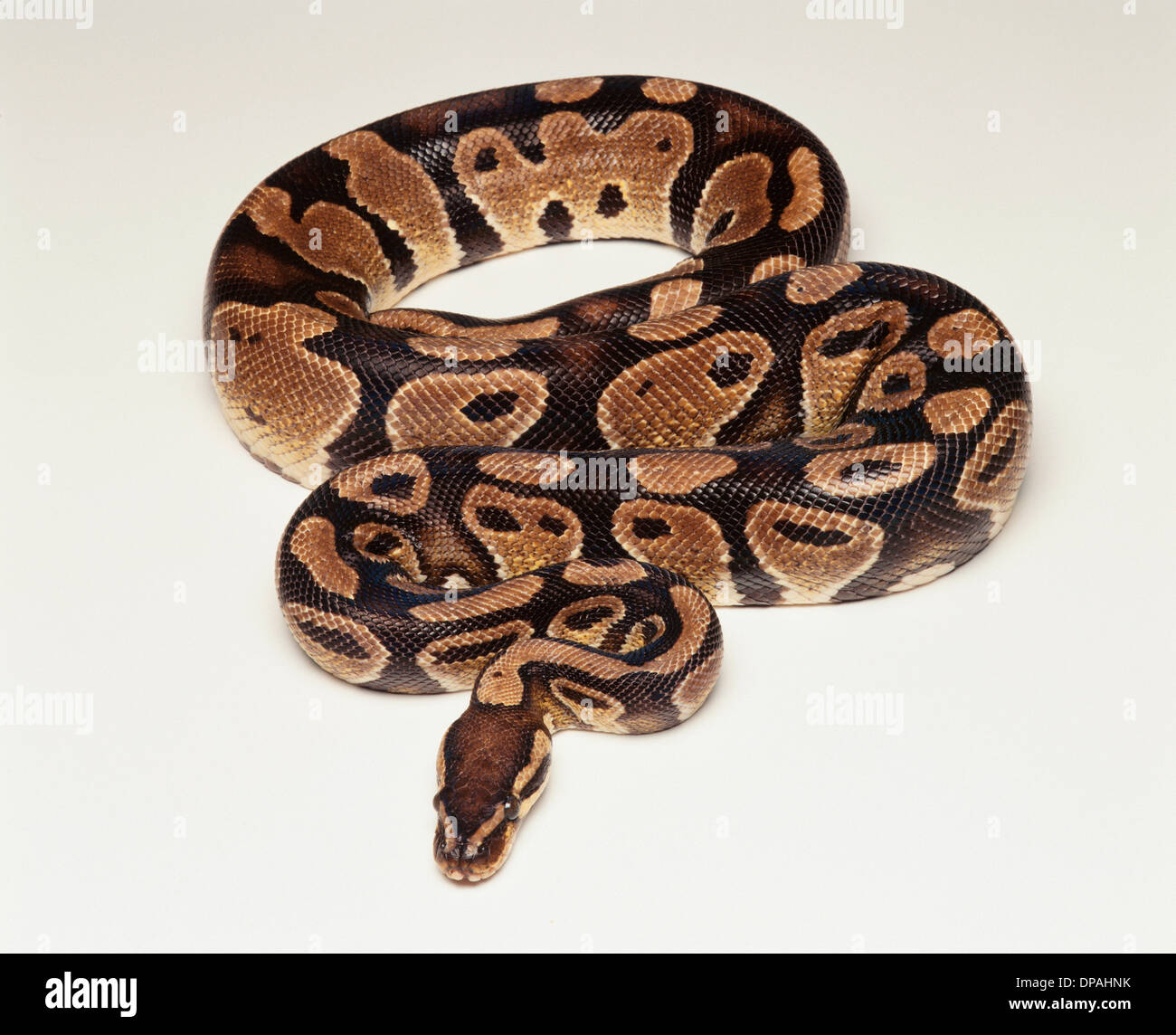 Python royal/ Ball Python (Python regius), studio shot Banque D'Images