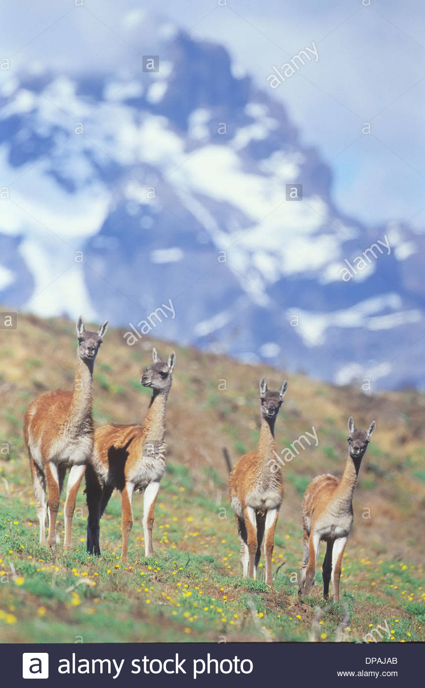 Quatre des guanacos, Parc National Torres del Paine, Patagonie, Chili Banque D'Images