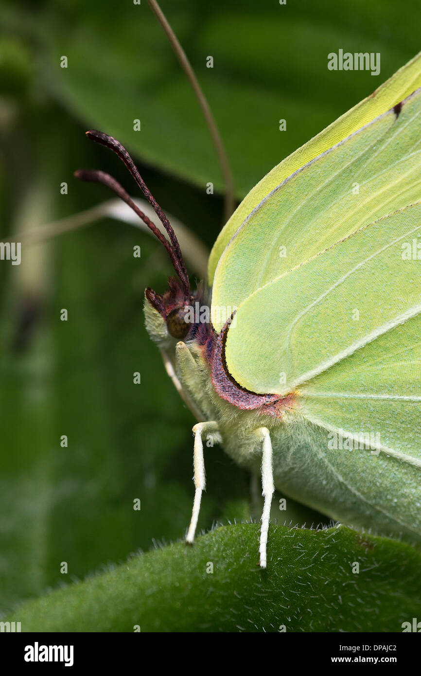 Un mâle (Gonepteryx rhamni Brimstone Butterfly) repose sur le feuillage à la Breole dans les Alpes Françaises Banque D'Images