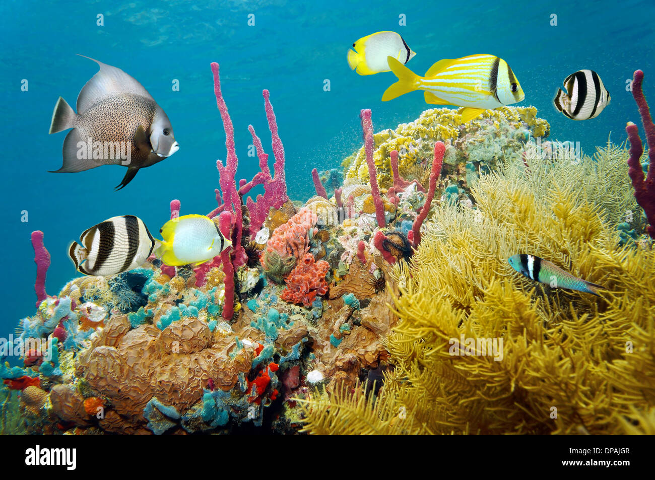 Sous couleur de la vie marine à une barrière de corail avec des poissons tropicaux, mer des Caraïbes Banque D'Images