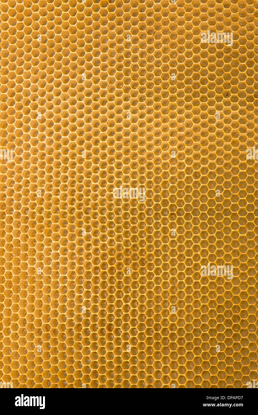 Avec du miel d'abeilles et les abeilles Banque D'Images