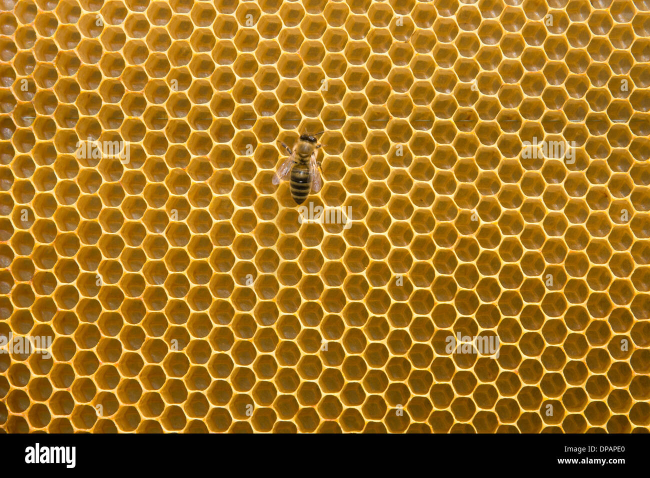 Avec du miel d'abeilles et les abeilles Banque D'Images