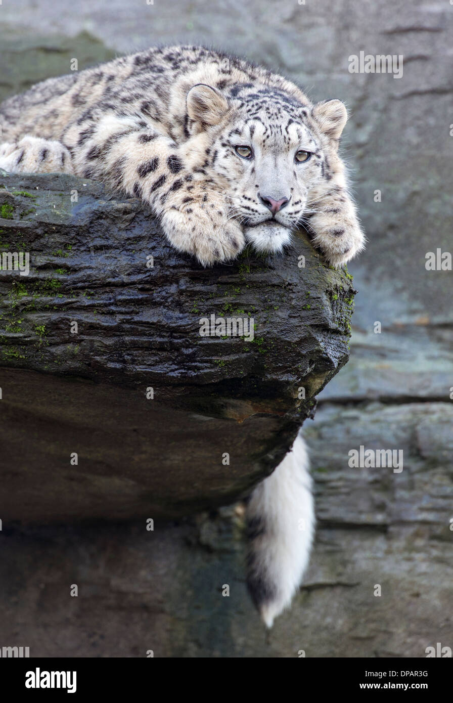 Homme snow leopard cub lying on rock avec queue pendant vers le bas Banque D'Images