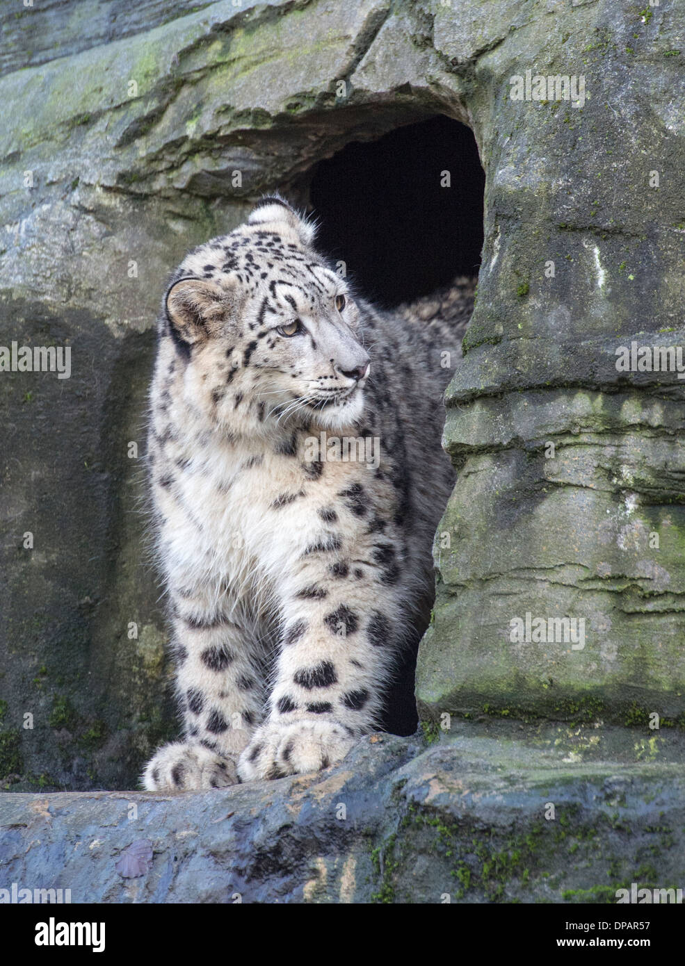 Femme snow leopard cub scrutant de den Banque D'Images