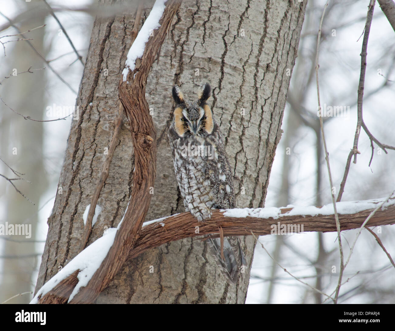 Long-eared Owl Oatka Creek Park à Scottsville, NY Banque D'Images