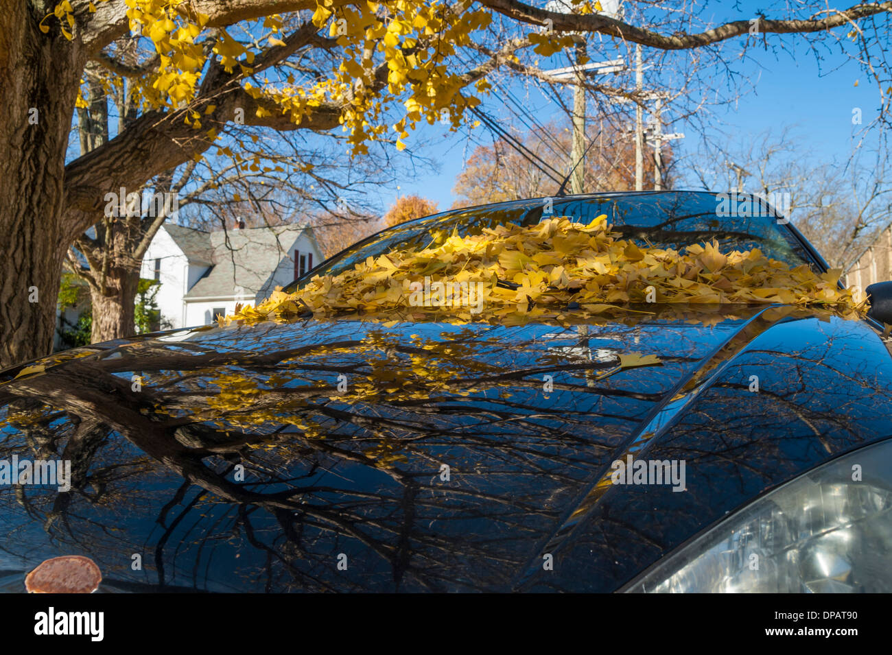 Les feuilles de ginkgo biloba sur le pare-brise de l'auto Banque D'Images