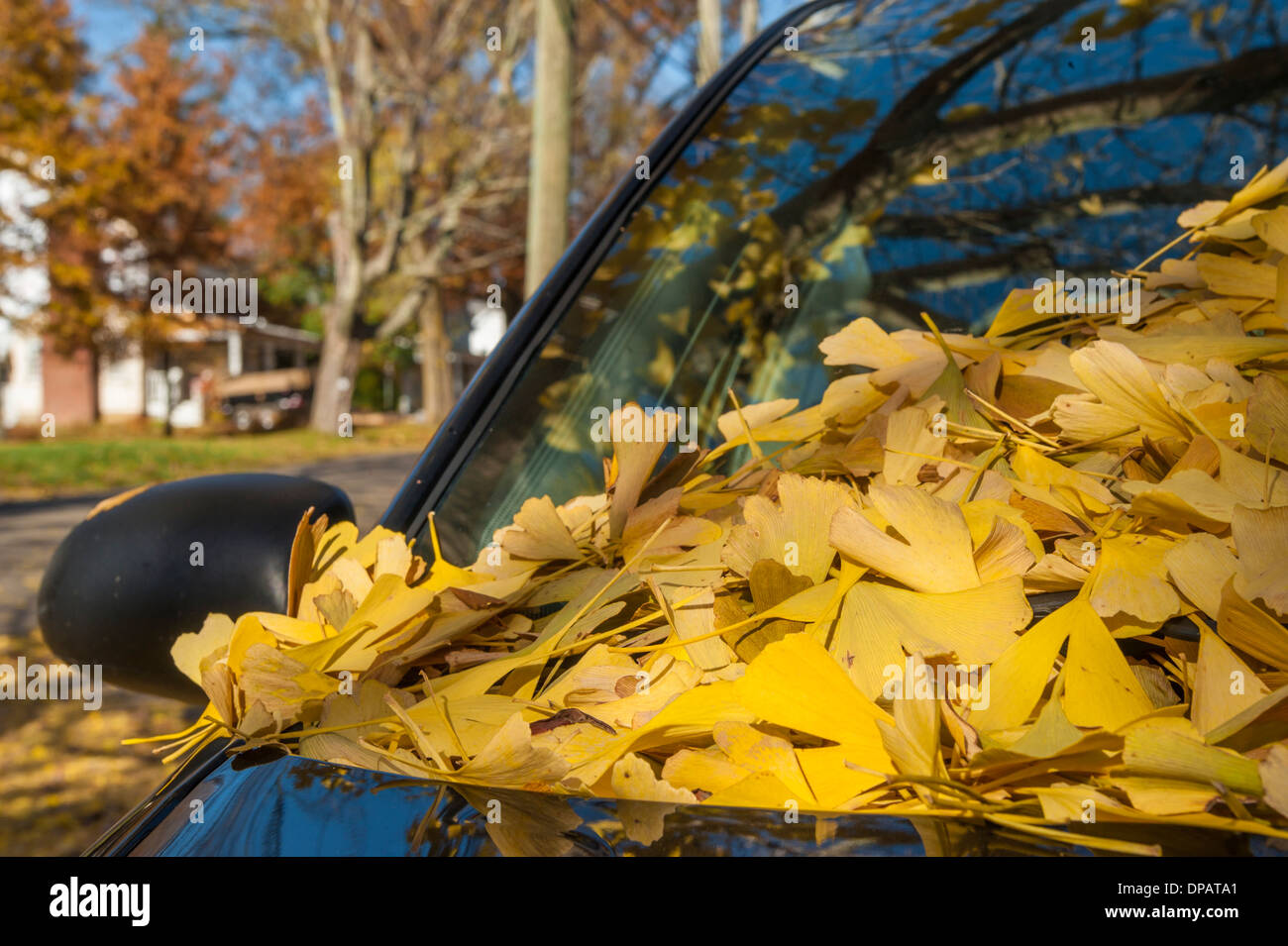Les feuilles de ginkgo biloba sur le pare-brise de l'auto Banque D'Images
