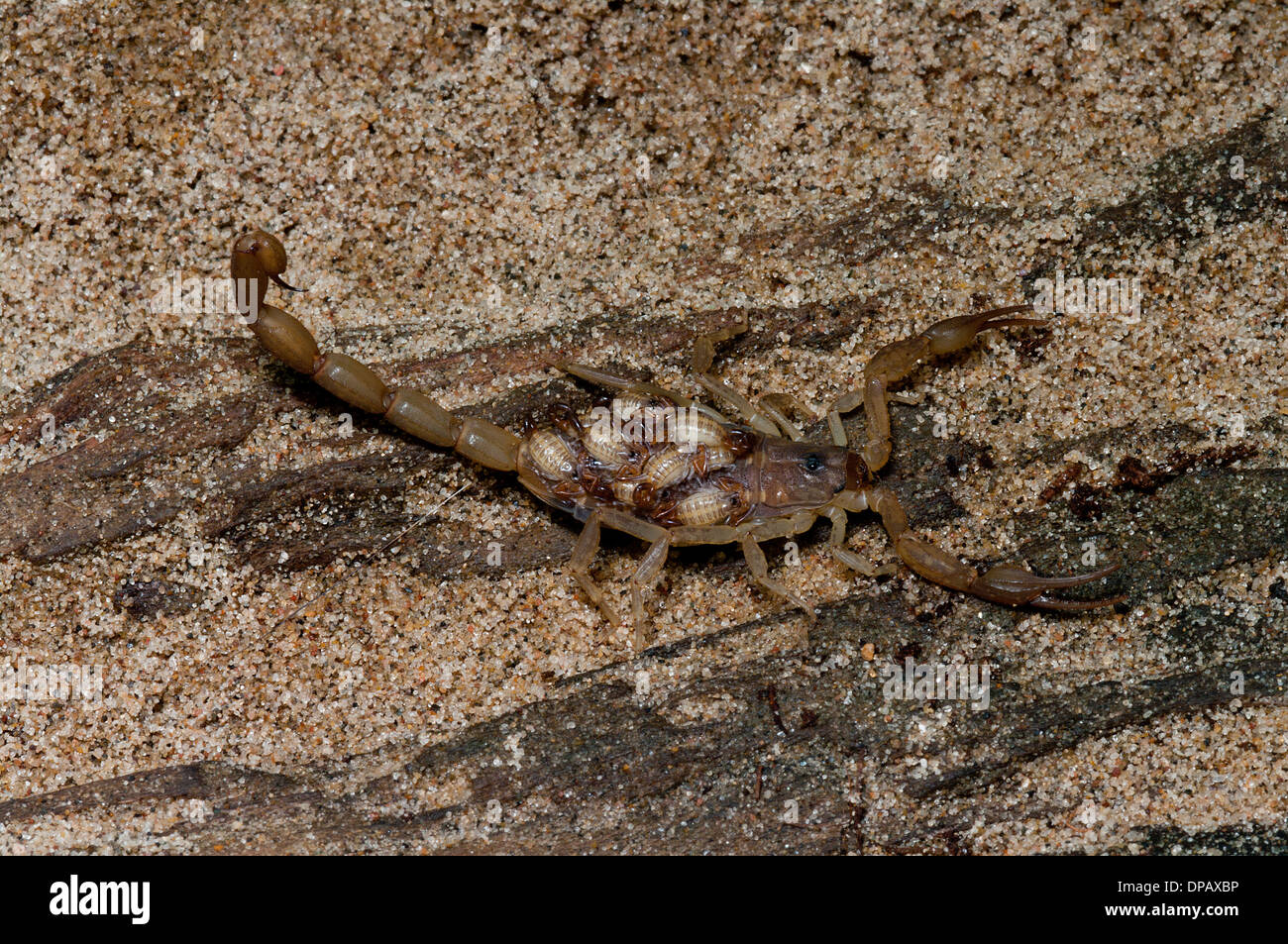 L'écorce de jeunes cubains Scorpion Centruroides, arctimanus, Scorpion, araignée Banque D'Images