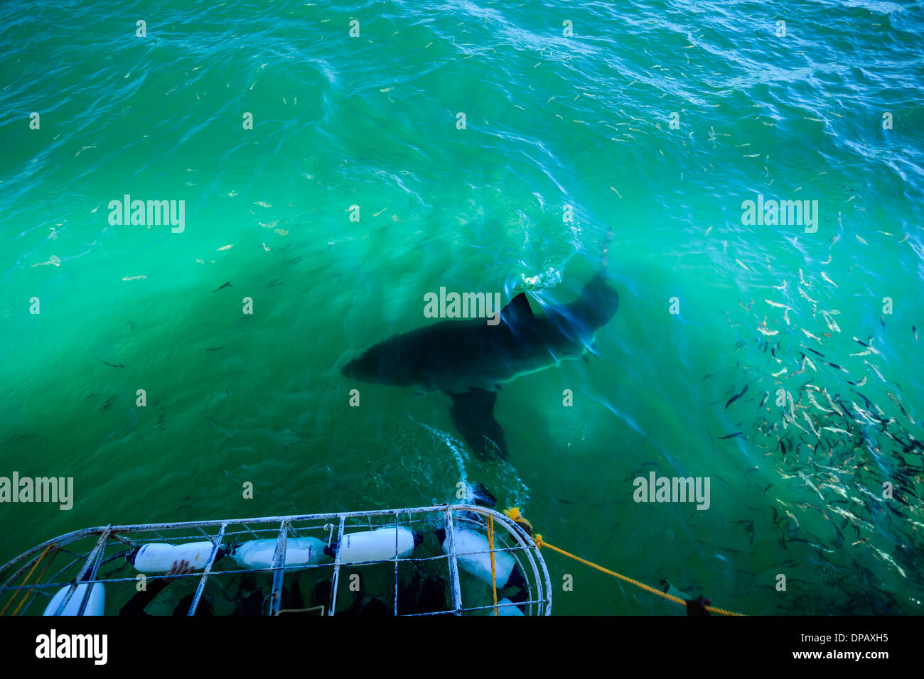 Plongée en cage avec de grands requins blancs Banque D'Images