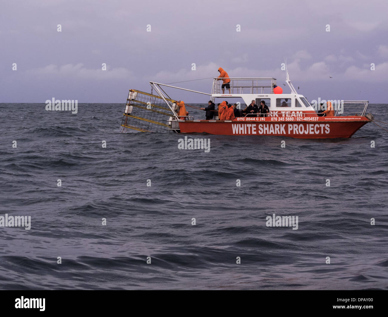 Bateau rouge et blanc transportant cage en métal pour la plongée avec de grands requins blancs Banque D'Images