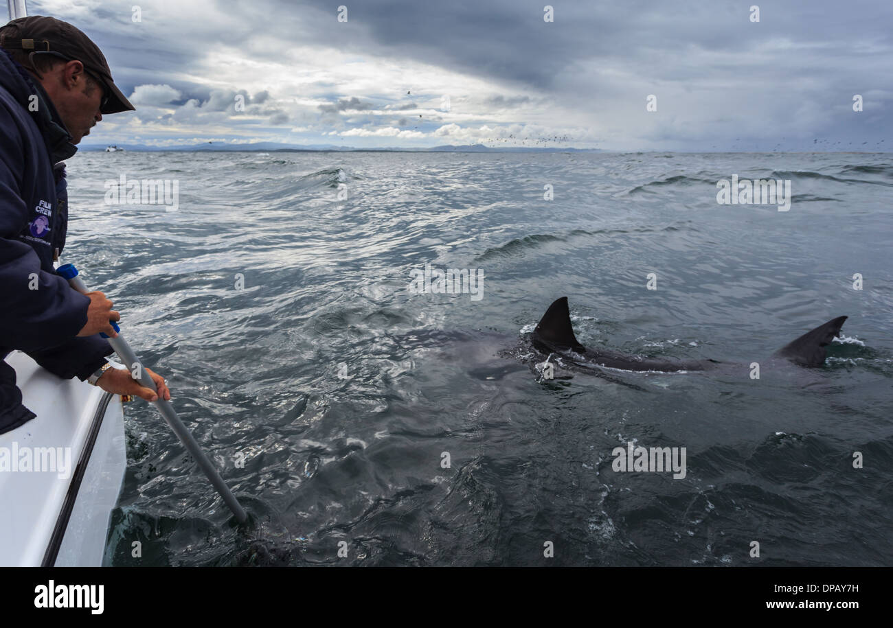 Deux grands requins blancs circulent en bateau dans l'océan près de Capetown Banque D'Images