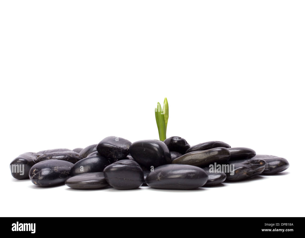 L'herbe et de pierres isolé sur fond blanc Banque D'Images