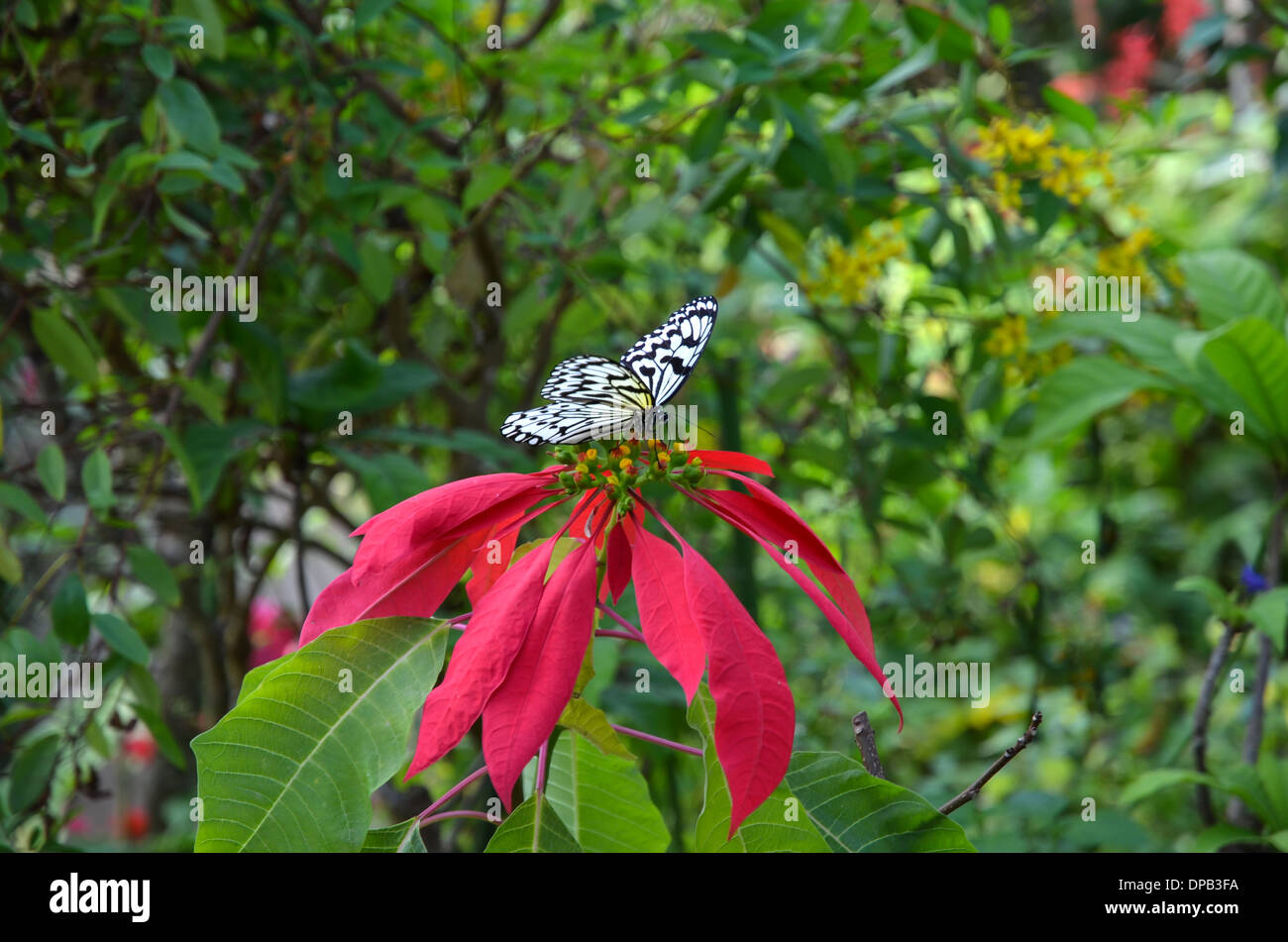 Paper Kite papillon sur une feuille dans la forêt tropicale de l'île d'Iriomote, îles Yaeyama, au Japon. Banque D'Images