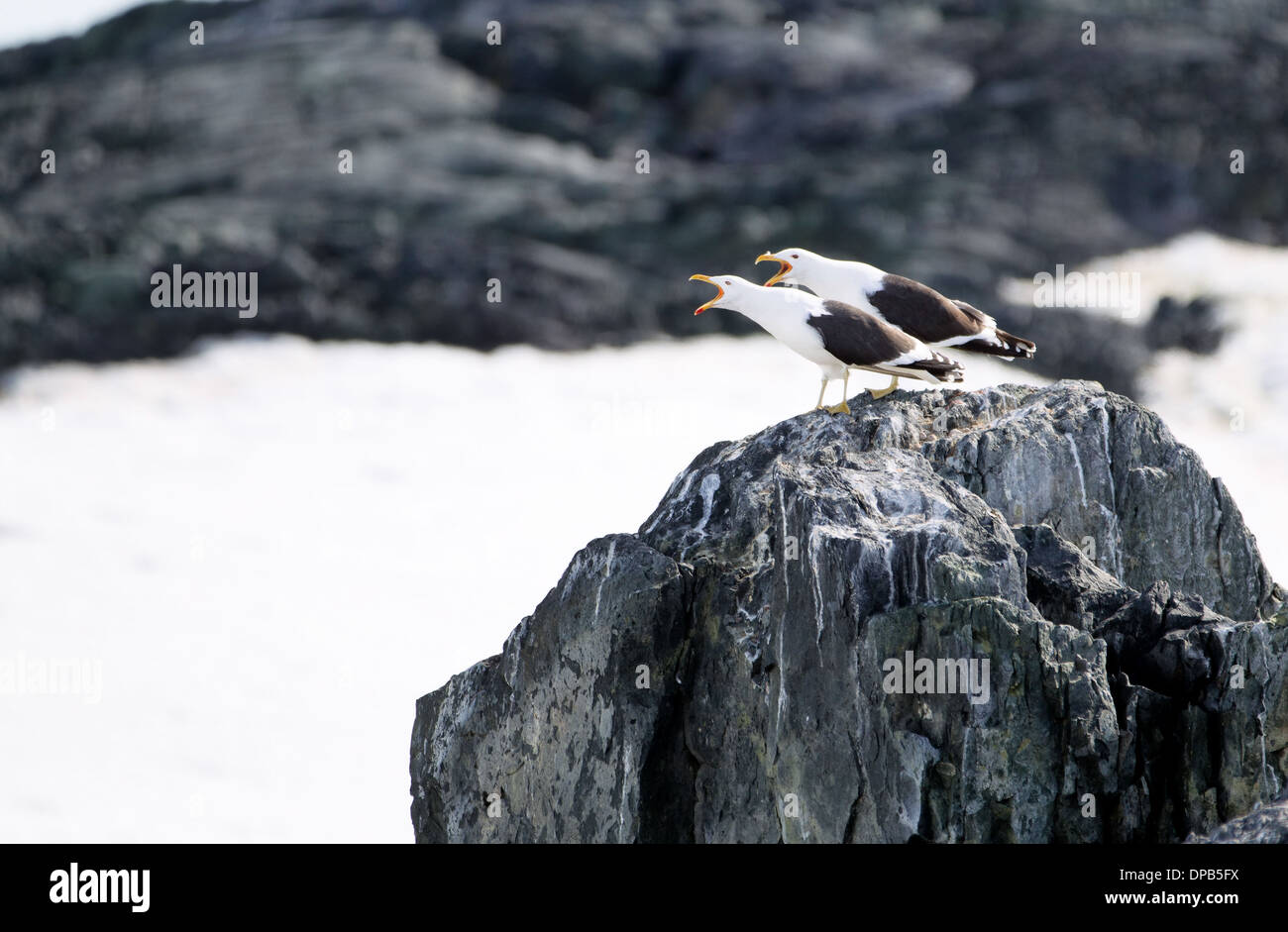 Angry Birds en Antarctique Banque D'Images