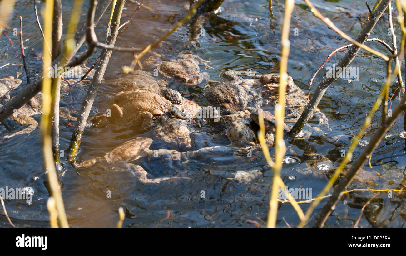 Beaucoup de grenouilles brunes l'accouplement dans l'eau Banque D'Images