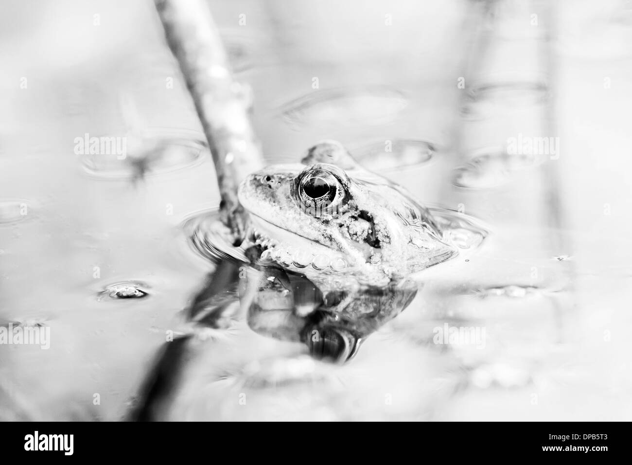 Petite grenouille d'herbe dans l'eau près de la paille d'une plante Banque D'Images