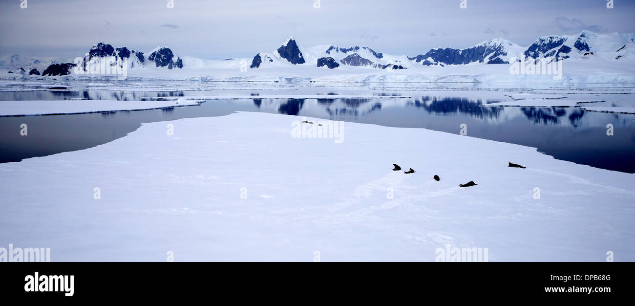 Paysage de l'Antarctique - croisière parmi les icebergs Banque D'Images