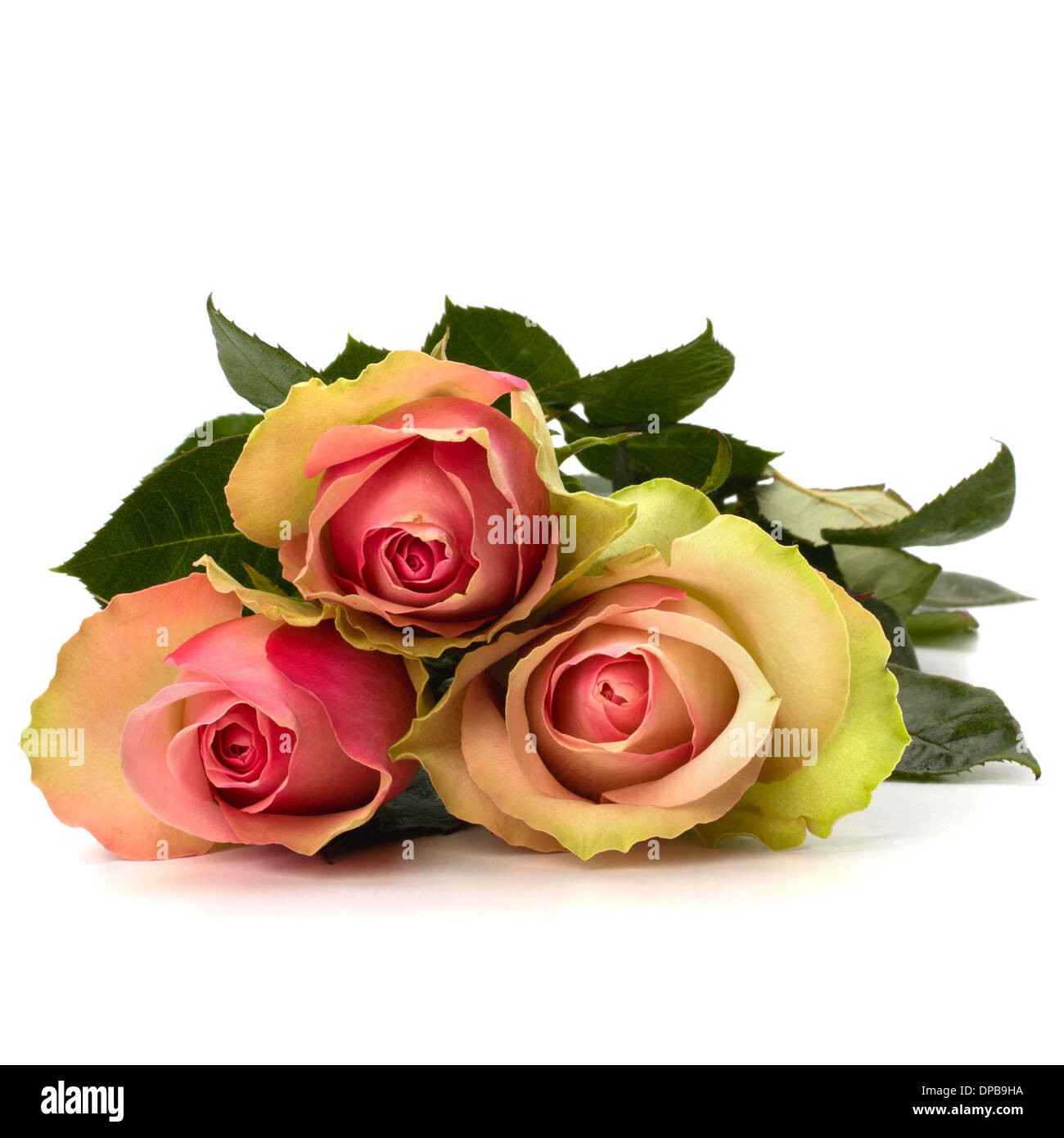 De belles roses isolé sur fond blanc Banque D'Images