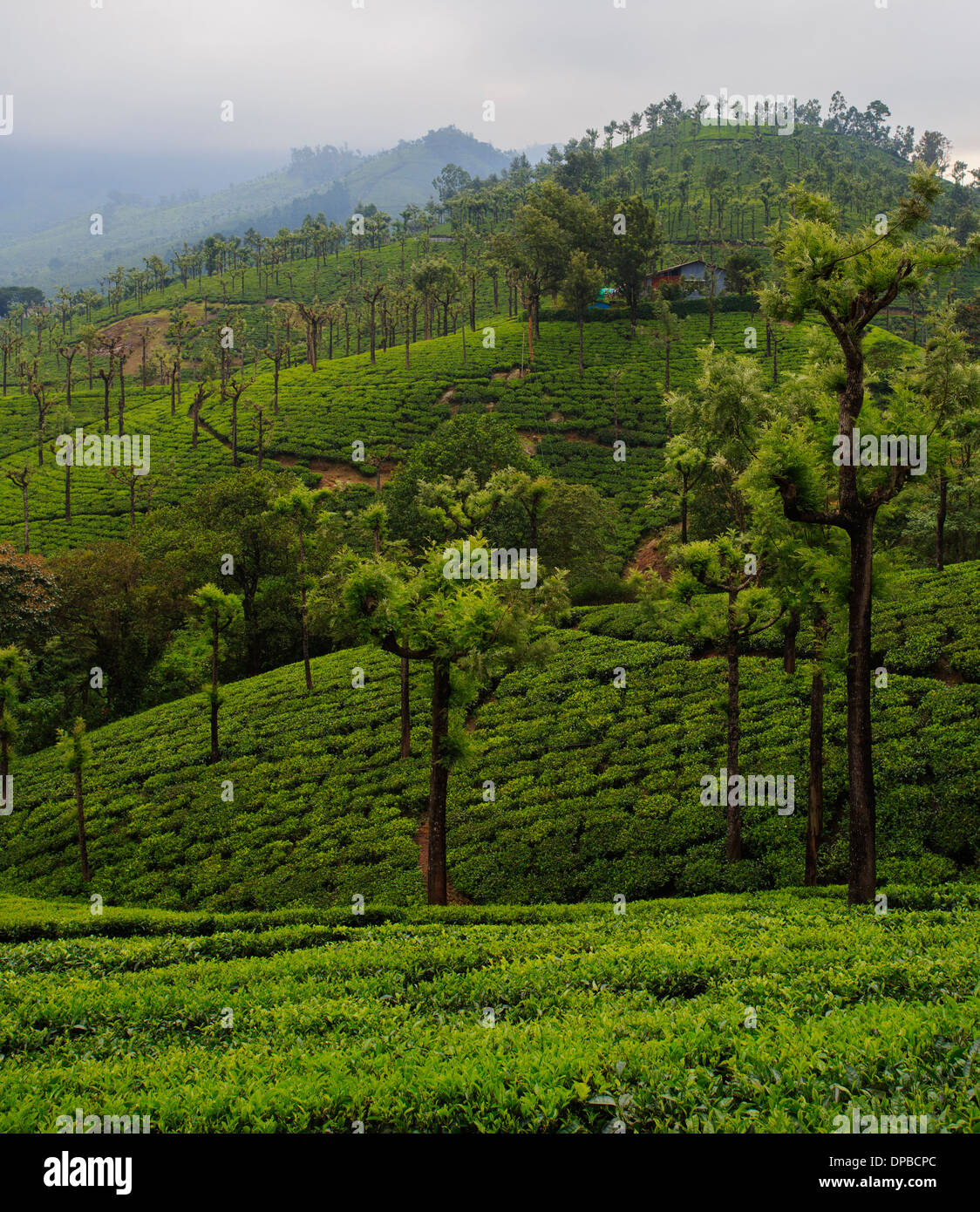 Valparai plantation de thé (Tamil Nadu, Inde) Banque D'Images