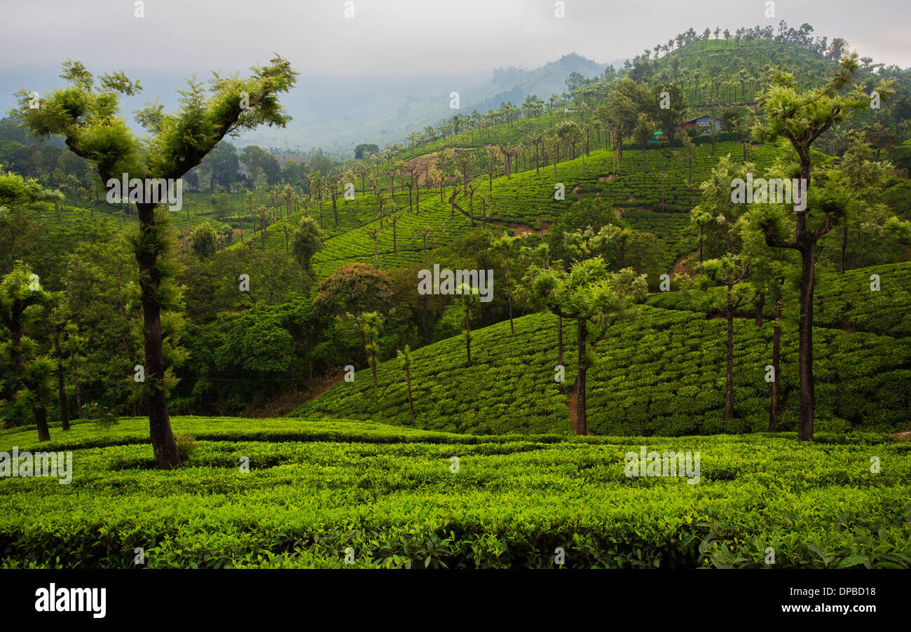 Valparai plantation de thé (Tamil Nadu, Inde) Banque D'Images