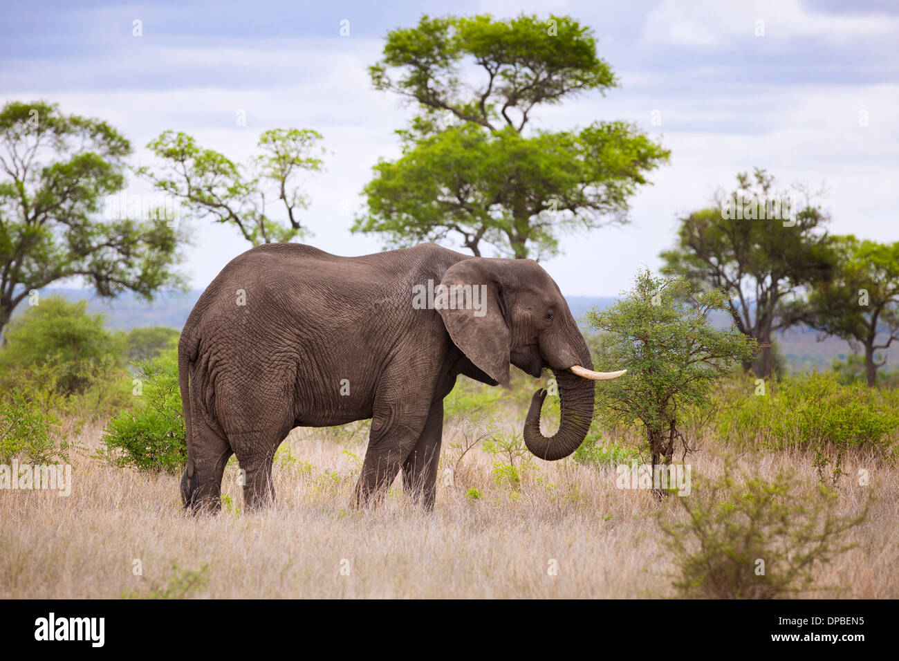 Un éléphant mâle ( Loxodonta africana ) le pâturage dans le Parc National Kruger, Afrique du Sud. Banque D'Images
