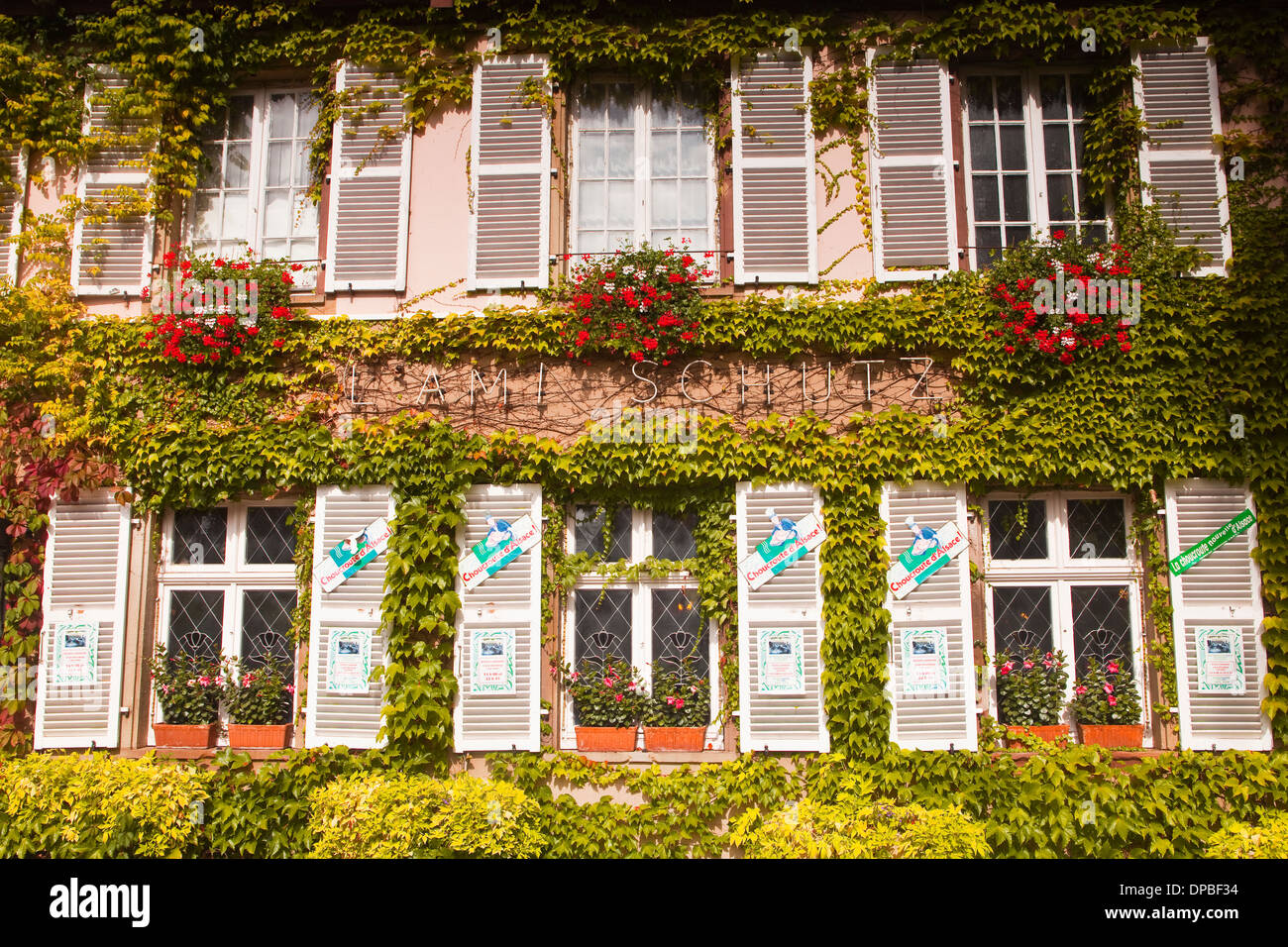 Vignes couvrant un bâtiment façade dans la Petite France. Banque D'Images