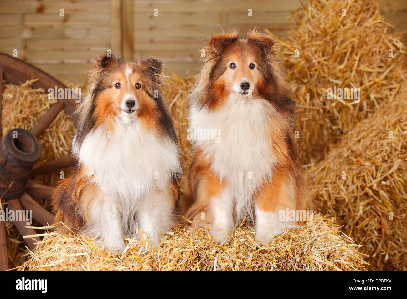 Deux Shelties, Shetland Sheepdogs sitting at hay Banque D'Images