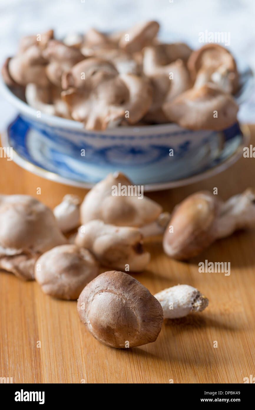 Champignons Shiitake Banque D'Images