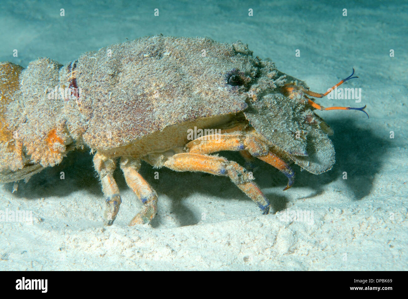 Cigale de mer méditerranée Scyllarides latus) (Red Sea, Egypt, Africa Banque D'Images