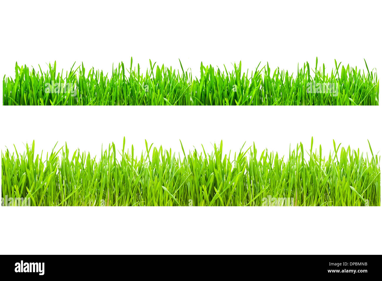 L'herbe verte Banque D'Images