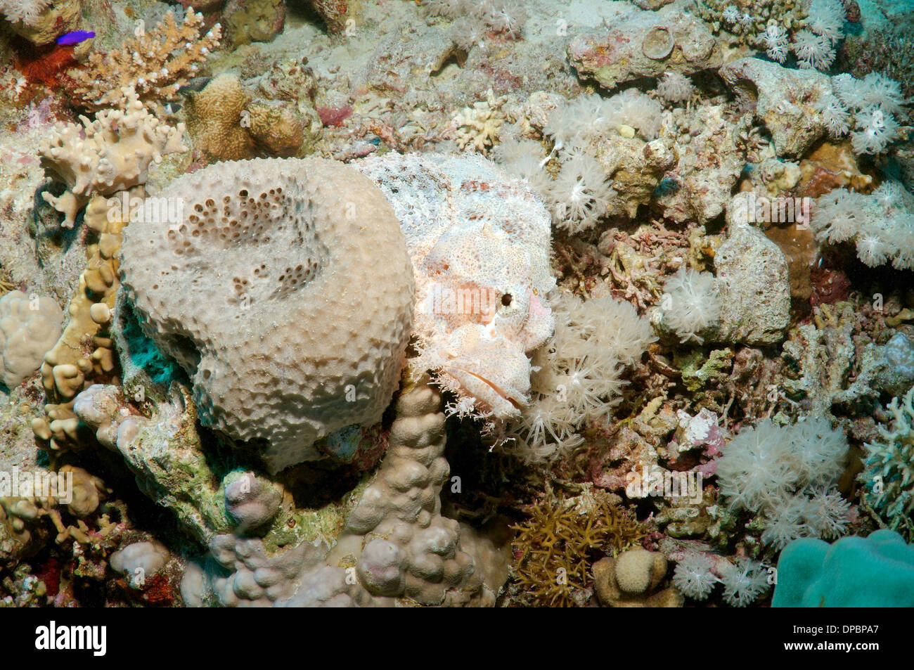 Tassled scorpionfish (Scorpaenopsis oxycephala), Red Sea, Egypt, Africa Banque D'Images