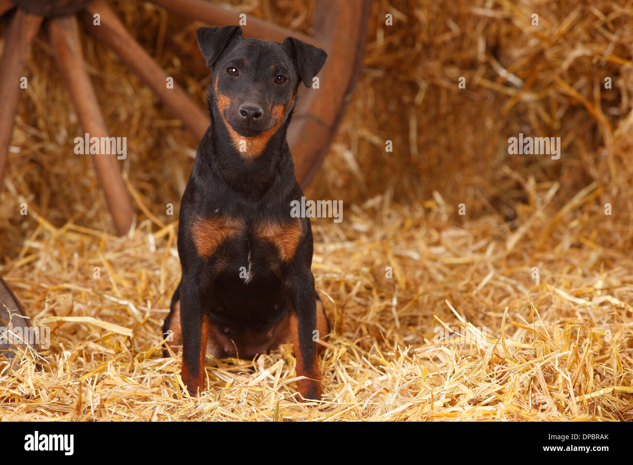 Terrier de chasse allemand at hay Banque D'Images