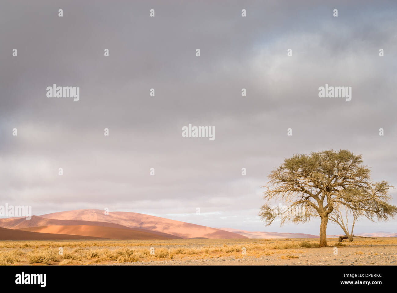 Lever du soleil brumeux sur les dunes du Namib Naukluft National Park, Sossusvlei, Namibie, Afrique. Banque D'Images