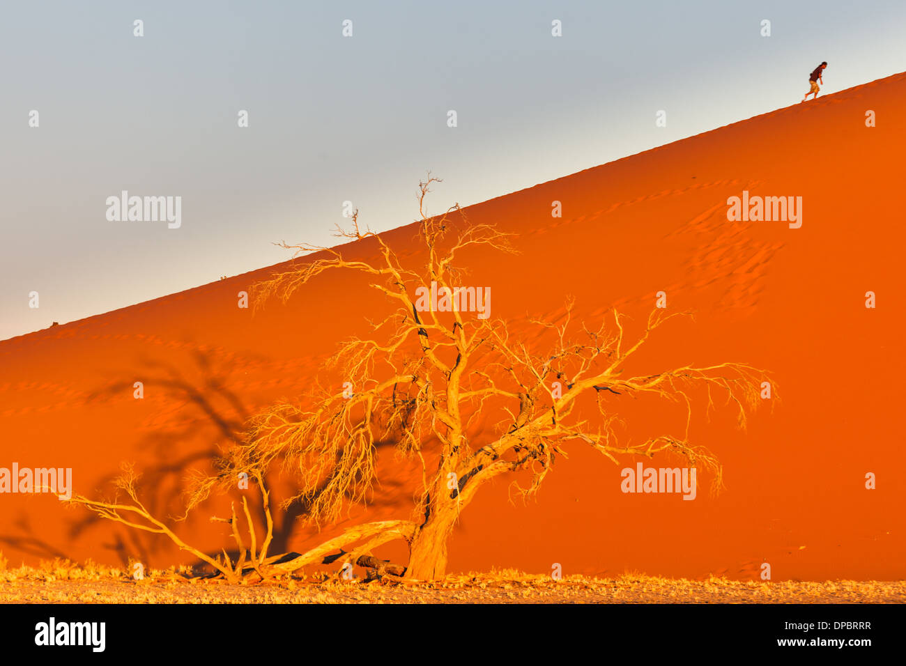 Personne grimpe une dune de sable derrière l'arbre oasis, Namibie Banque D'Images