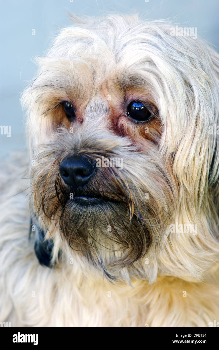 Belle brown bichon portrait, Close up de droit Banque D'Images