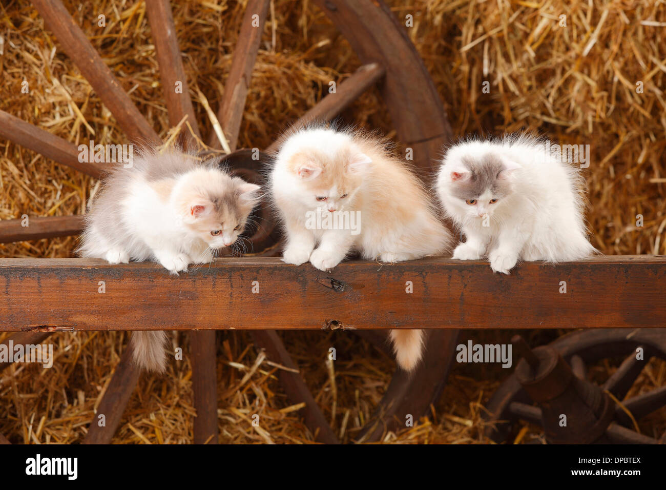 La trois hommes aux cheveux longs, chatons, assis sur une latte de bois dans une grange Banque D'Images