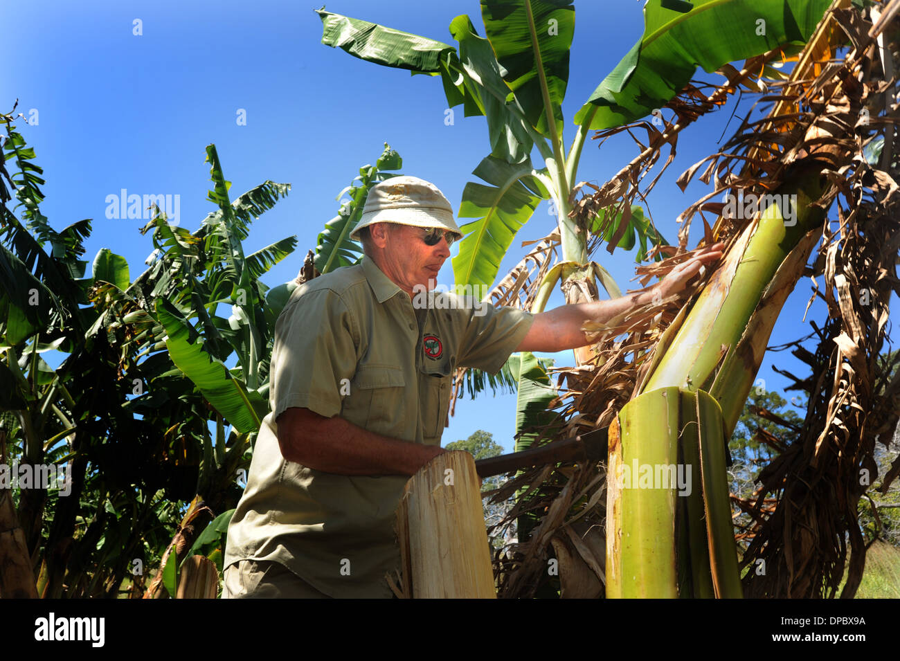 David Peasley pruneaux banane avec la maladie de Panama Banque D'Images