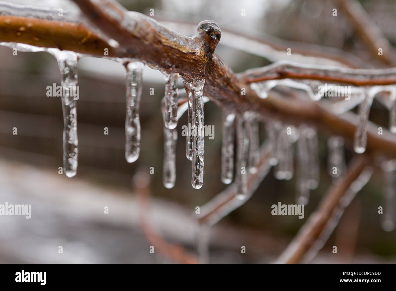 La pluie verglaçante icicles on tree branch - Virginia USA Banque D'Images