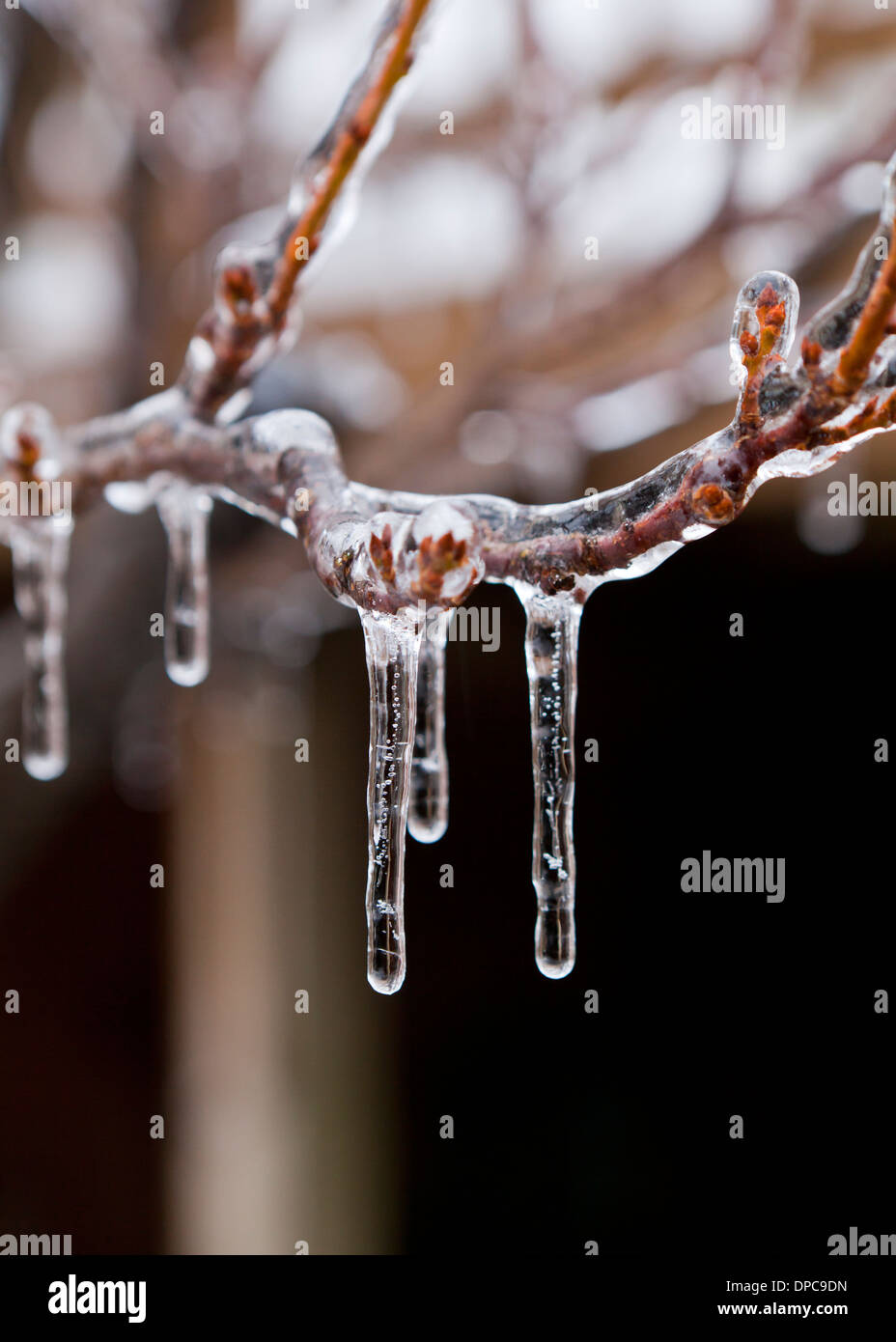 La pluie verglaçante icicles on tree branch - Virginia USA Banque D'Images