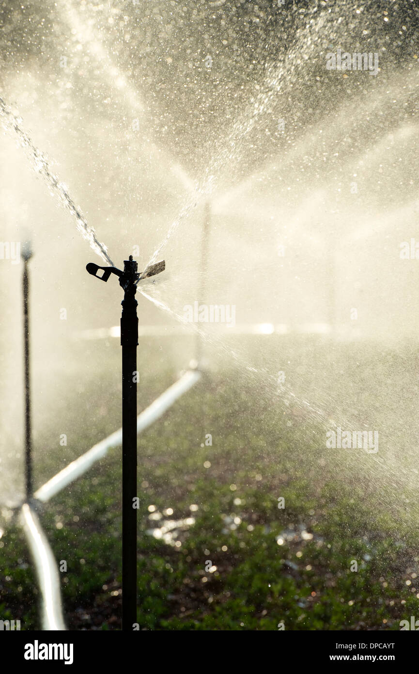 Arroser les plantes d'Arachide / arachide en Inde avec aspersion d'eau. L'Andhra Pradesh, Inde Banque D'Images