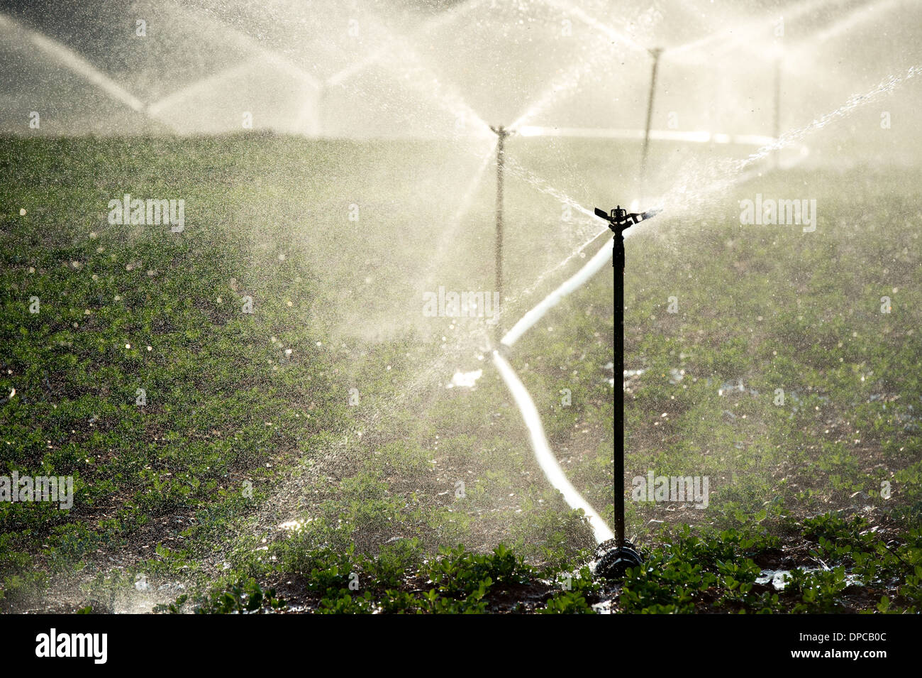 Arroser les plantes d'Arachide / arachide en Inde avec aspersion d'eau. L'Andhra Pradesh, Inde Banque D'Images